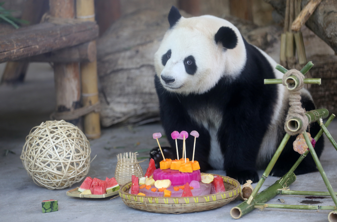 年轻人带火“zoo walk”，动物园成情绪治愈所