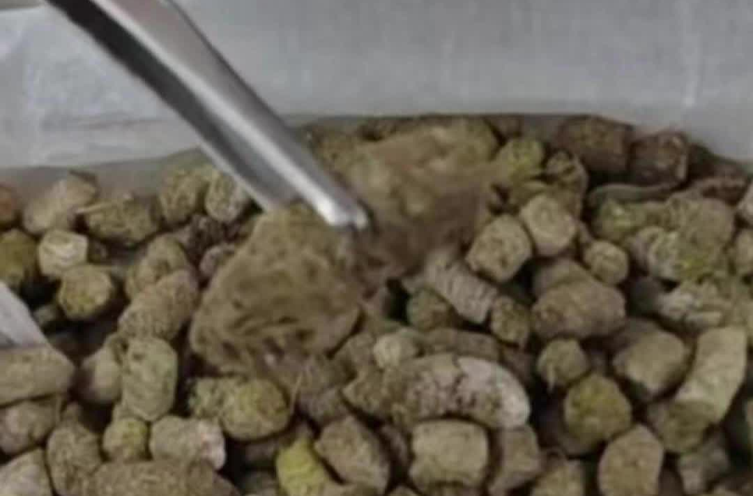 携带雪鸡粪便入境，竟是为了做滋补偏方
