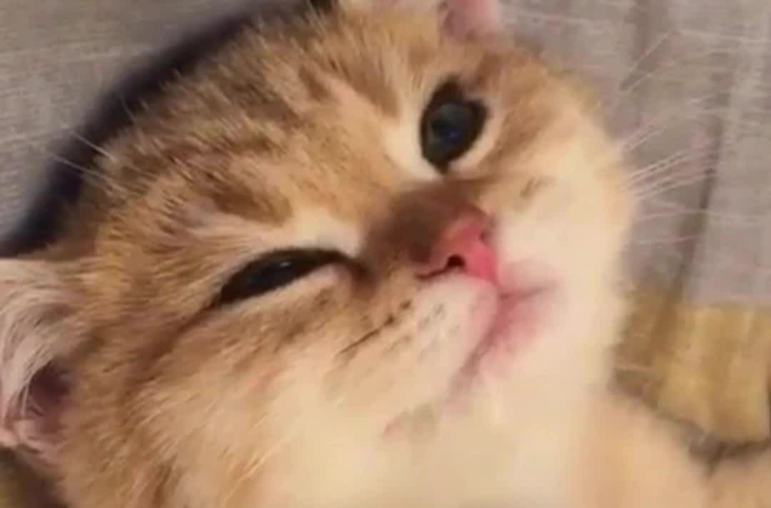 网购萌猫变病猫，商家构成欺诈吗