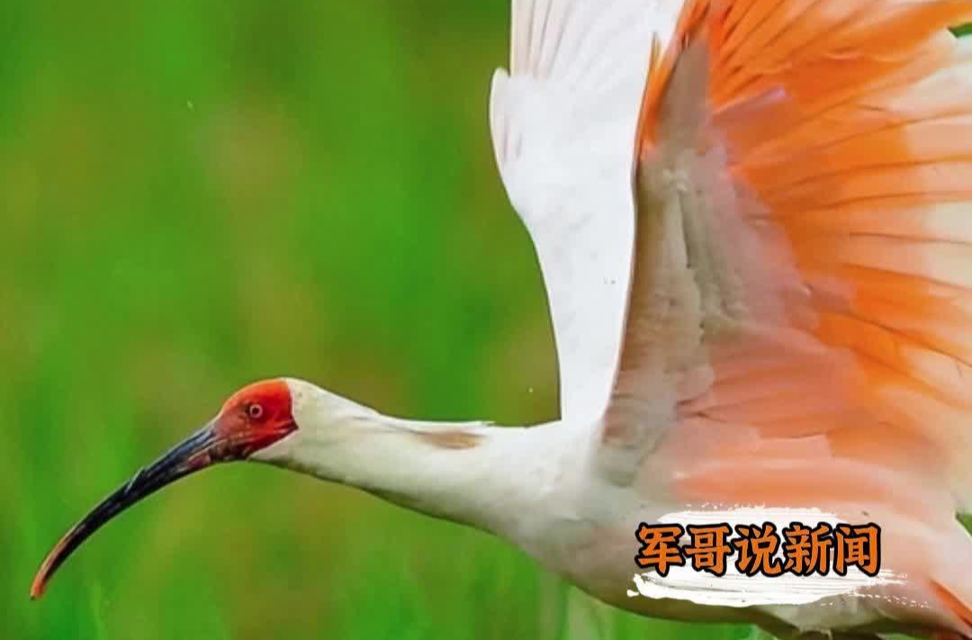 军哥说新闻｜从孤羽七只到种群破万，朱鹮归国缘何引轰动