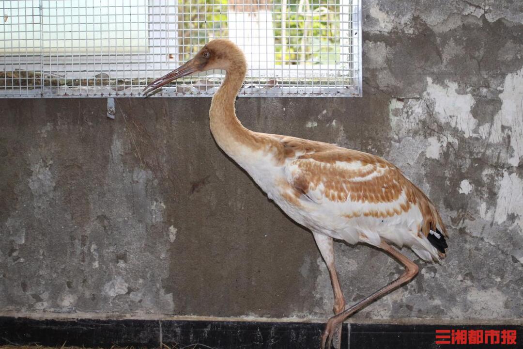 神奇生物在哪里 | 迁徙途中掉队，“落单”白鹤被救助