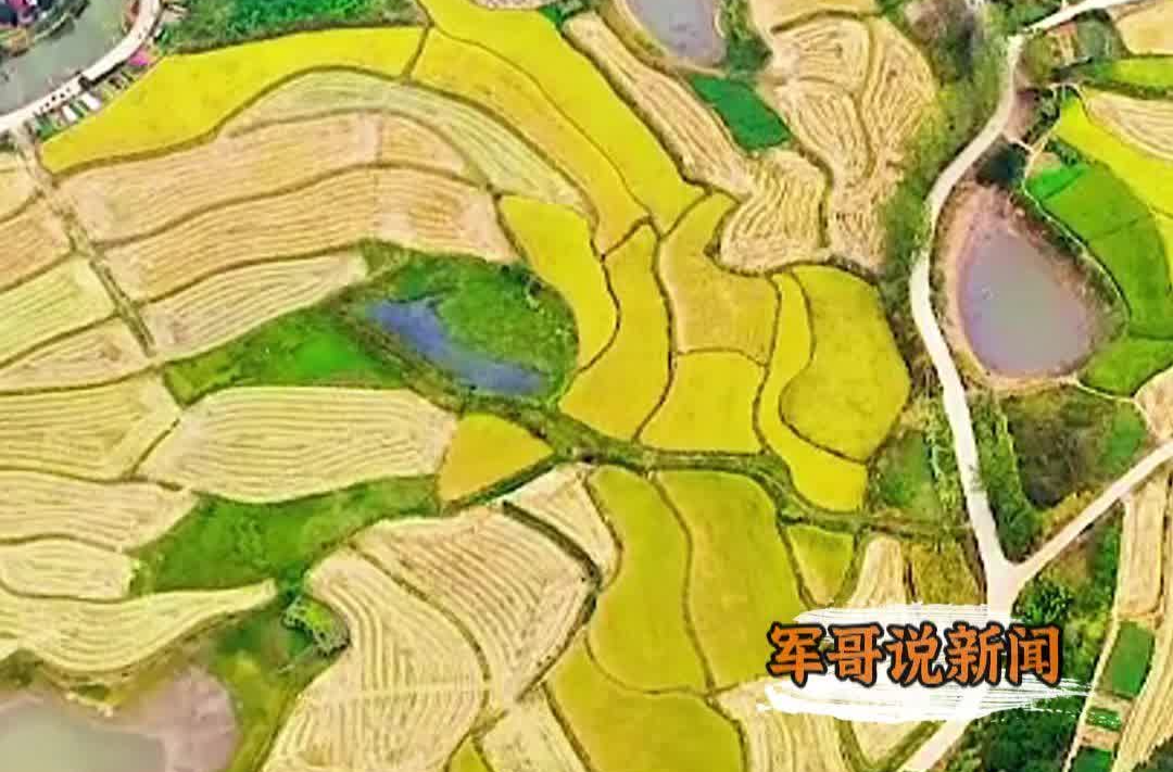 军哥说新闻｜2.8%耕地产出13%稻谷，粮安天下密码何在
