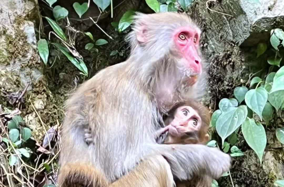 可可爱爱！猴妈携崽在线营业萌翻全场