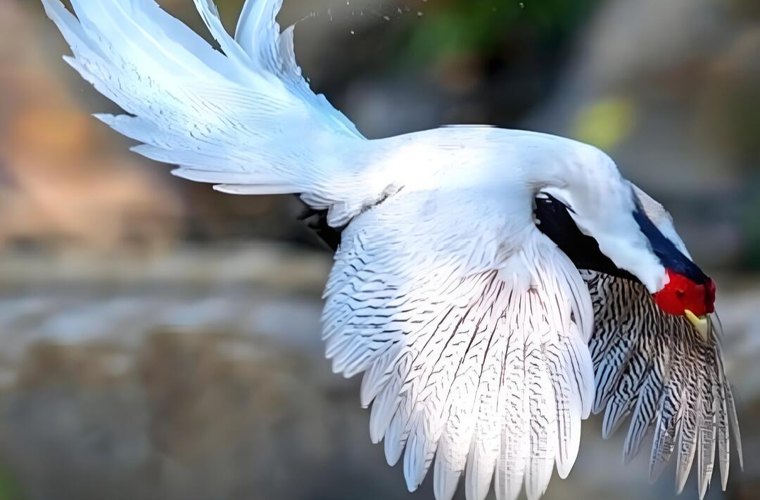 神奇生物在哪里 | “林中仙子”白鹇，雪中现身岳阳幕阜山
