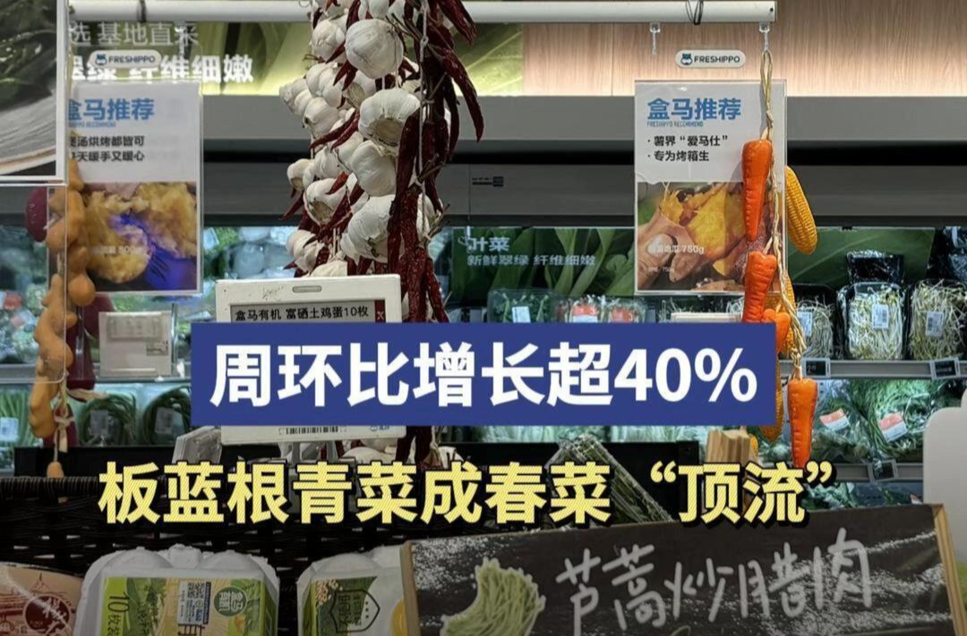 周环比增长超40%！板蓝根青菜成春菜“顶流”