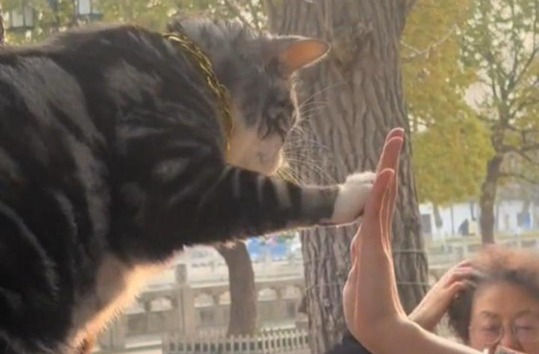 苏州西园寺“击掌猫”走红，景区：非寺内流浪猫，寺内不允许直播