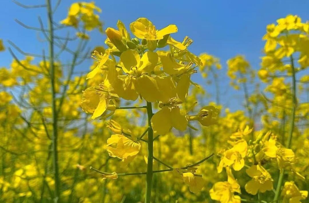 湖南最佳赏花期公布！今年湖南赏花天气条件好