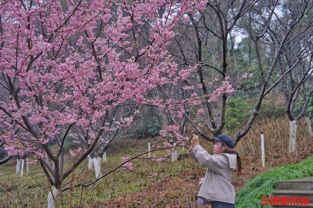 满园春色“樱”你而来！湖南植物园第二十一届樱花节启幕