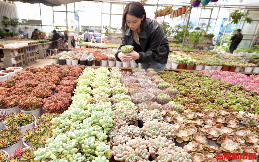 天气晴好带动购花热情长沙人一竞技平台“春日浪漫消费”上头(图3)