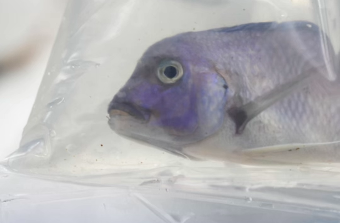 非洲800余尾观赏鱼首次抵湘，将销往湖南等地水族馆