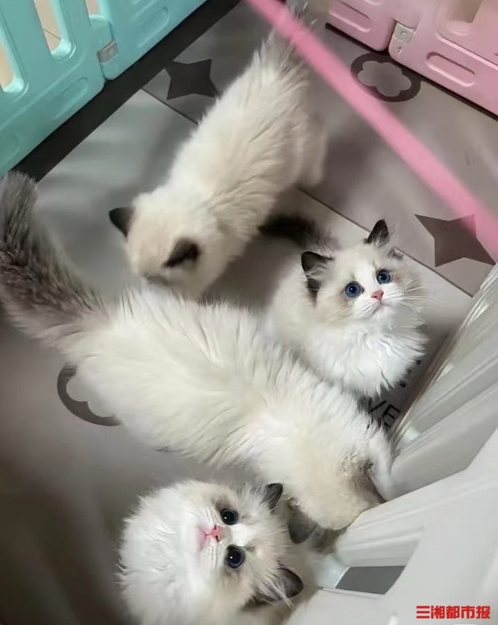 犇犇帮帮团丨网上“免费领养”小猫，交押金后被拉黑！律师：已构成诈骗罪