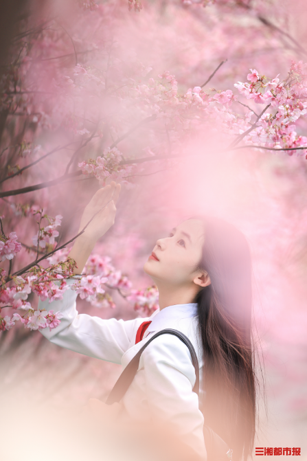 我是刘贵香丨春分早樱