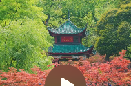湖南旅游｜岳麓山春日枫叶“红”如约而至
