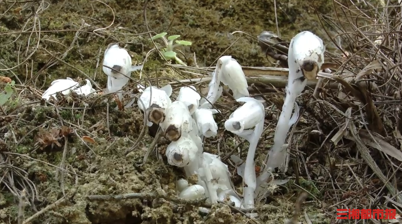 神奇生物在哪里丨形似“豌豆射手”！桂东发现罕见植物：球果假沙晶兰