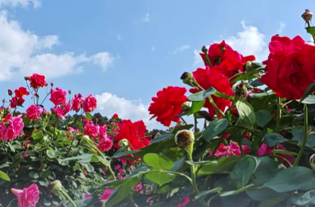 嗨FUN五一丨花開(kāi)正好！省植物園首波月季盛花來(lái)了