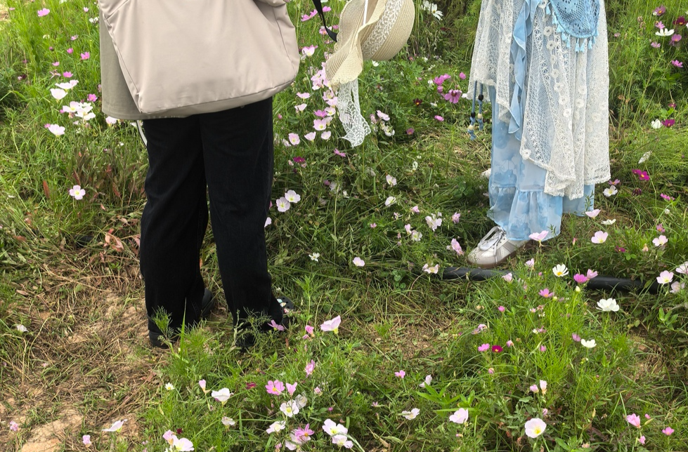 洋湖湿地公园月见草花海被踩成“斑秃”！园方：花海打造不易，请文明赏花