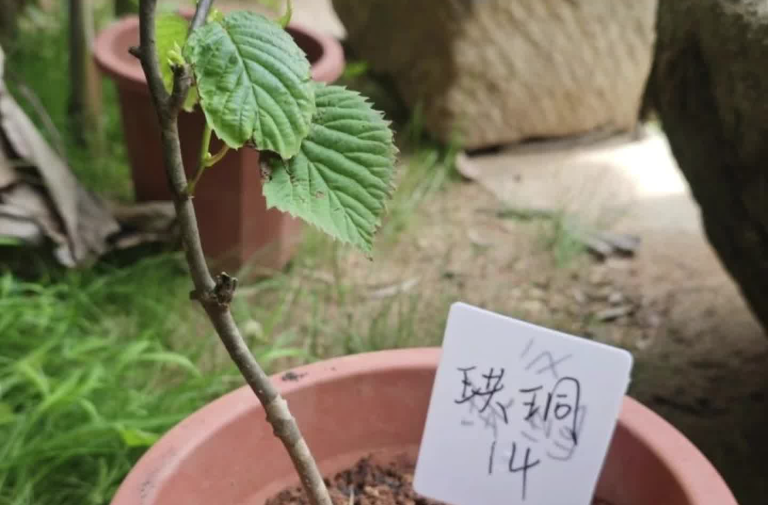 植物界“大熊猫”结伴入住长沙南郊公园