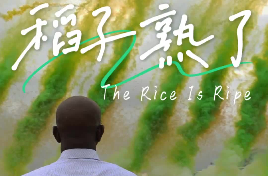 稻子熟了