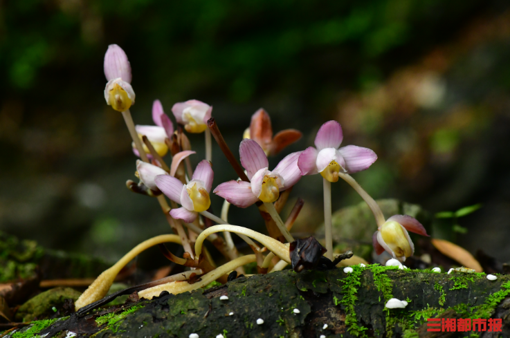 神奇生物在哪里｜湖南首次发现！濒危物种宽距兰现身八面山保护区
