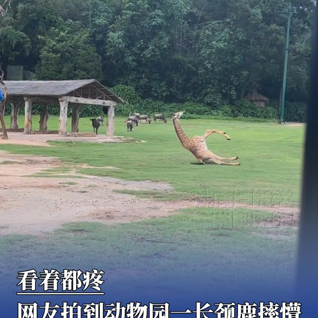 网友拍到动物园一长颈鹿飞奔摔懵，长隆回复：长颈鹿没事