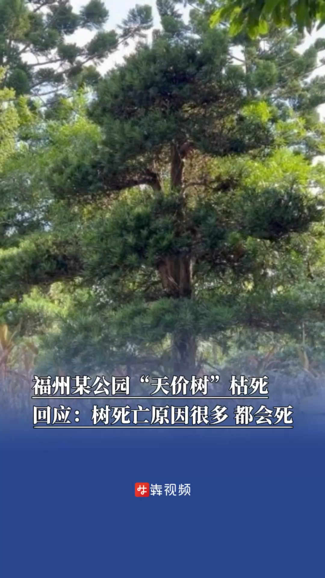 福州某公园“天价树”枯死，回应：树死亡原因很多，都会死