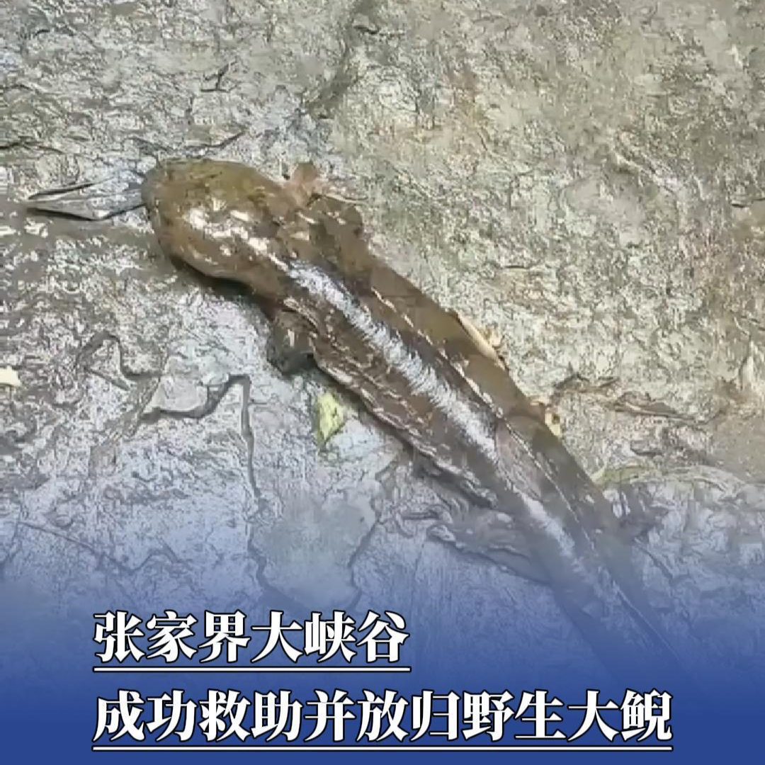 張家界大峽谷成功救助并放歸野生大鯢