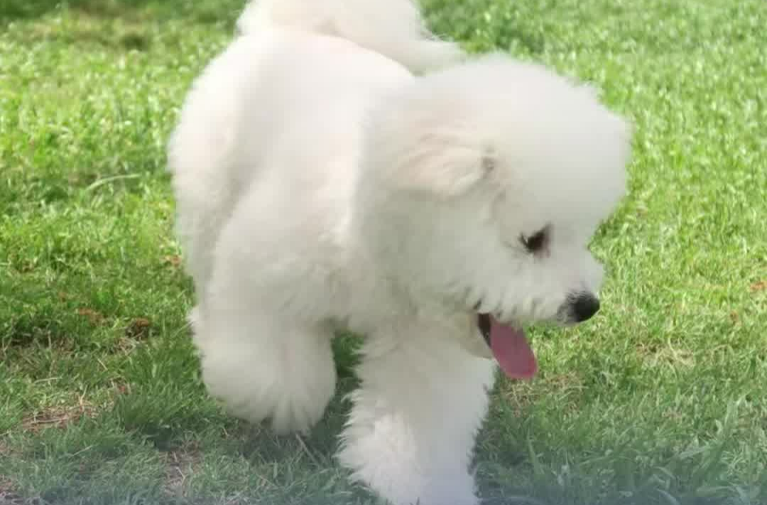 宠物狗被其他狗咬伤，犬主起诉索要误工费