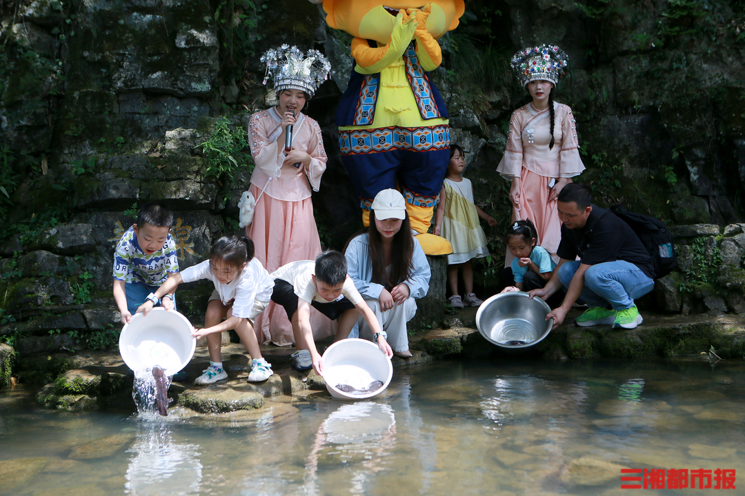 神奇生物在哪里 | 百尾“娃娃鱼”放归溪流，张家界大鲵野生资源量达1.38万尾