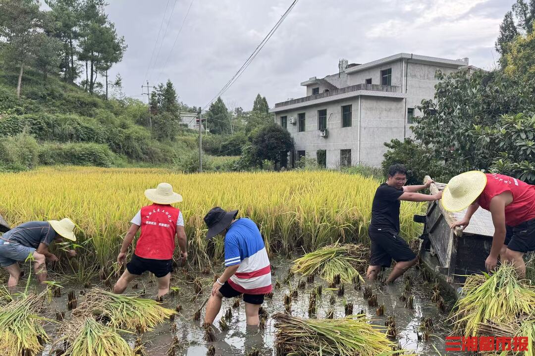 空巢老人收稻難，一句求助來了11名志愿者