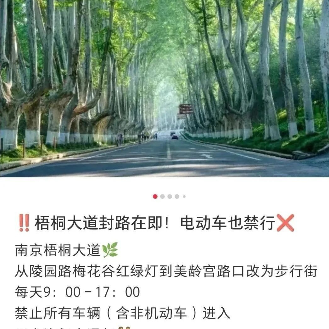 南京梧桐大道部分路段擬改為步行街？景區(qū)：試行階段，建議乘公共交通前往