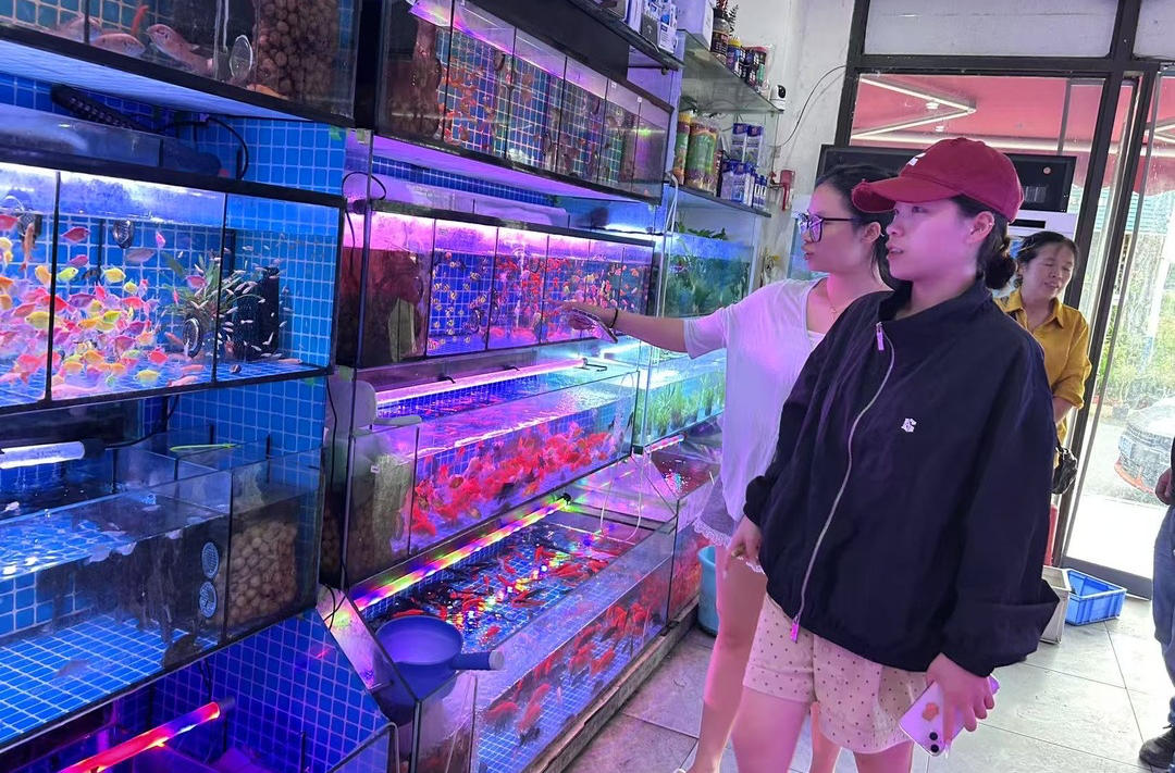 高顏值“婚紗”斗魚成水族寵物“新晉頂流”，宣稱易養(yǎng)好活，真相如何？