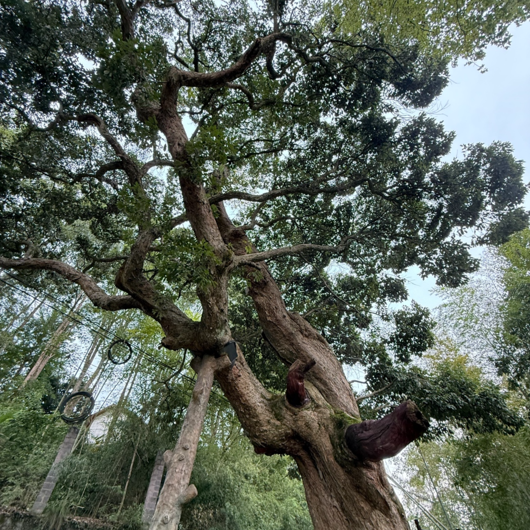 你好，樹先生丨張家界茅巖河畔古苦櫧：250年樹皮撐起21米蒼穹