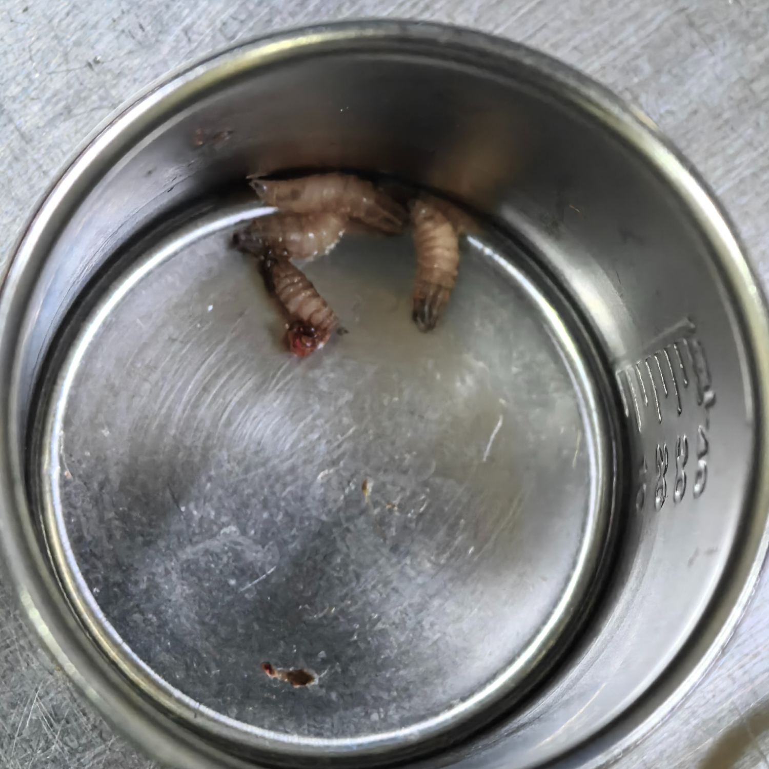 老人被蚊蝇叮咬后，肚脐成蛆虫“安乐窝”