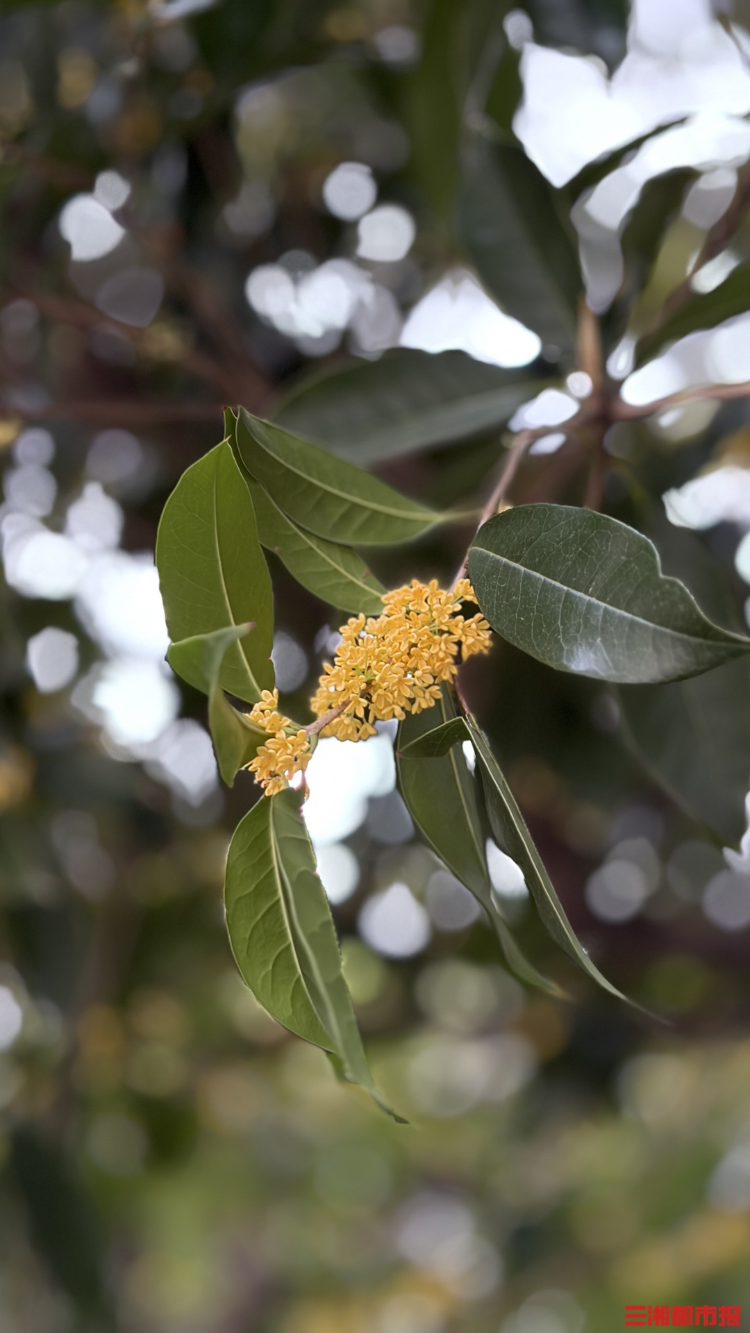 香遍全城！长沙大街小巷的桂花开啦