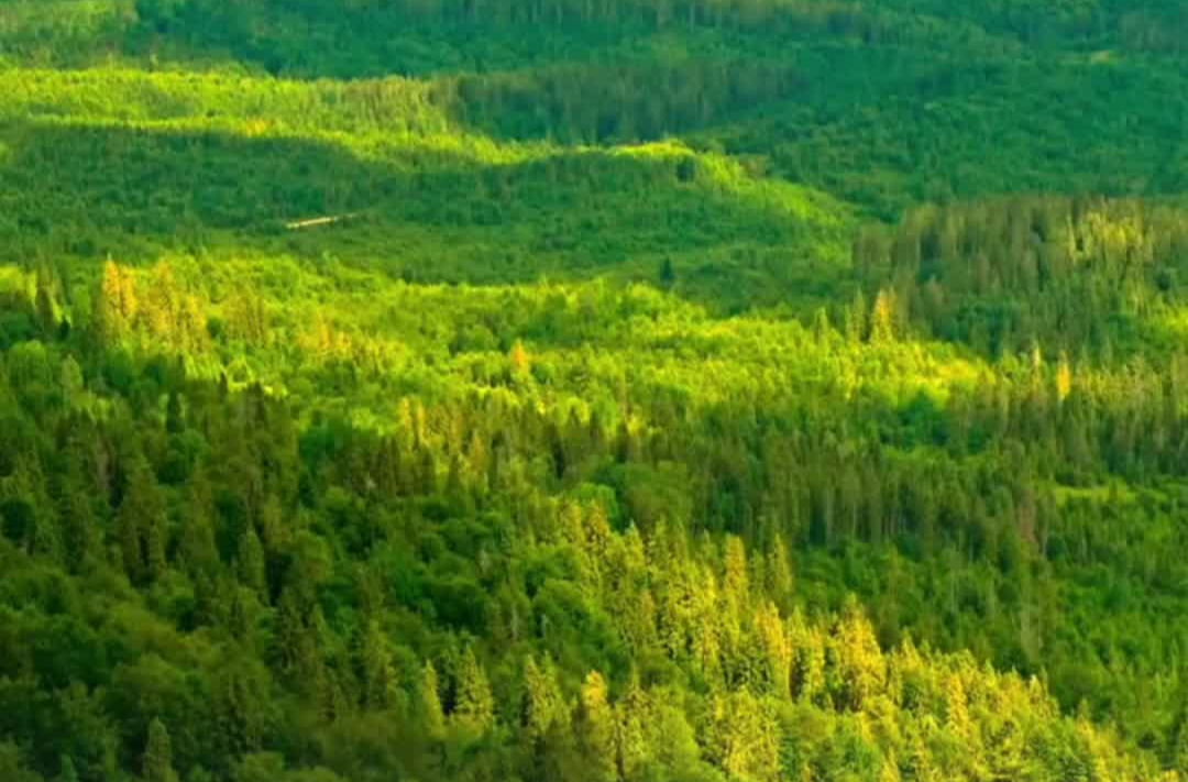 湖南发布森林火险黄色预警，省内多地需注意防范