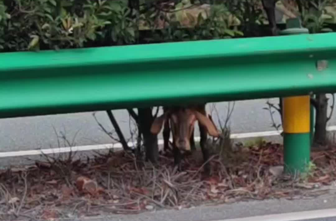 小羊迷路误入高速，路产人员秒变“牧羊人”