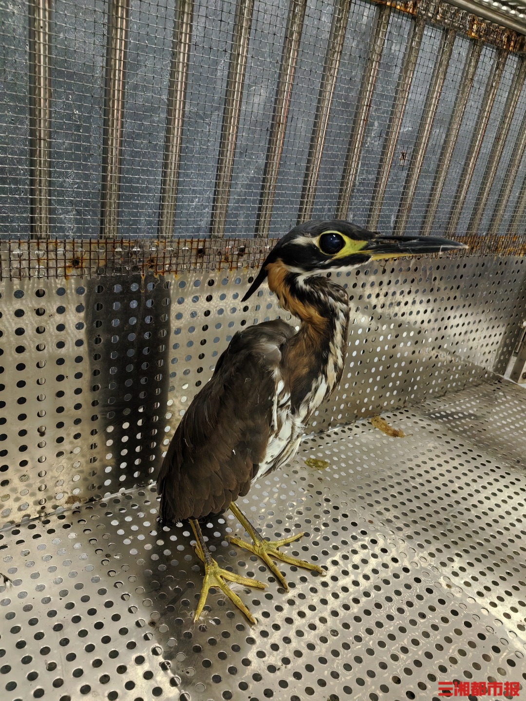 神奇生物在哪里 ｜“世界上最神秘的鸟”海南鳽“打卡”湖南八面山