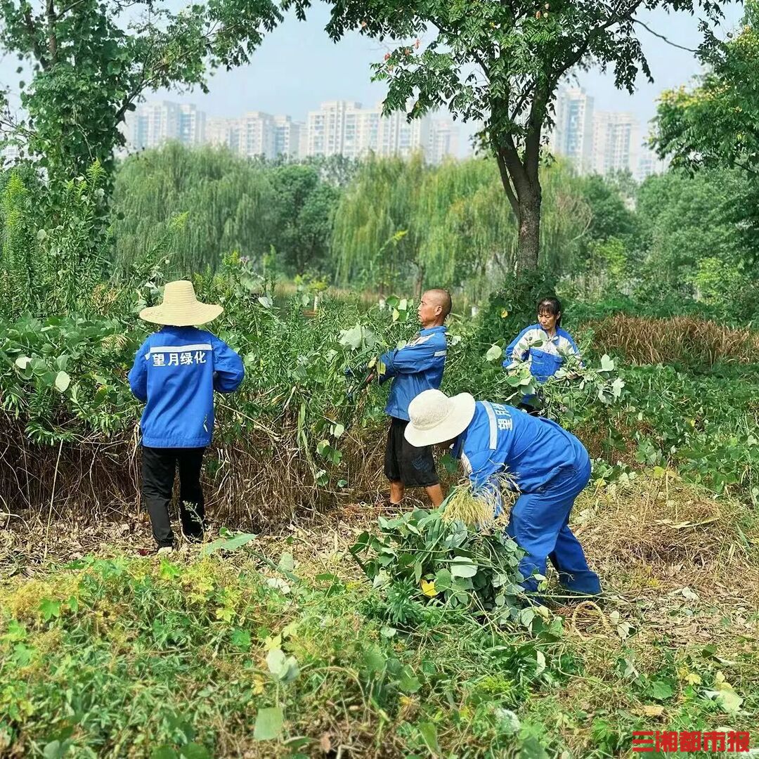 这种好看的黄花是“生态杀手”,看见请举报