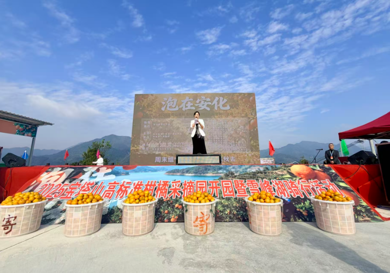 组“橘”去采秋!安化宝塔山“亚运橘”采摘园开园
