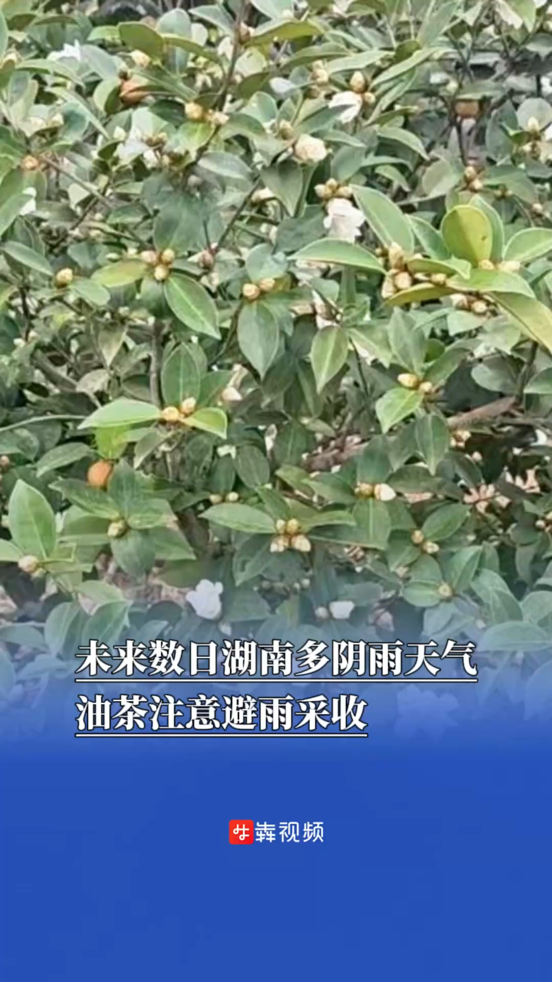 未来数日湖南多阴雨天气，油茶注意避雨采收