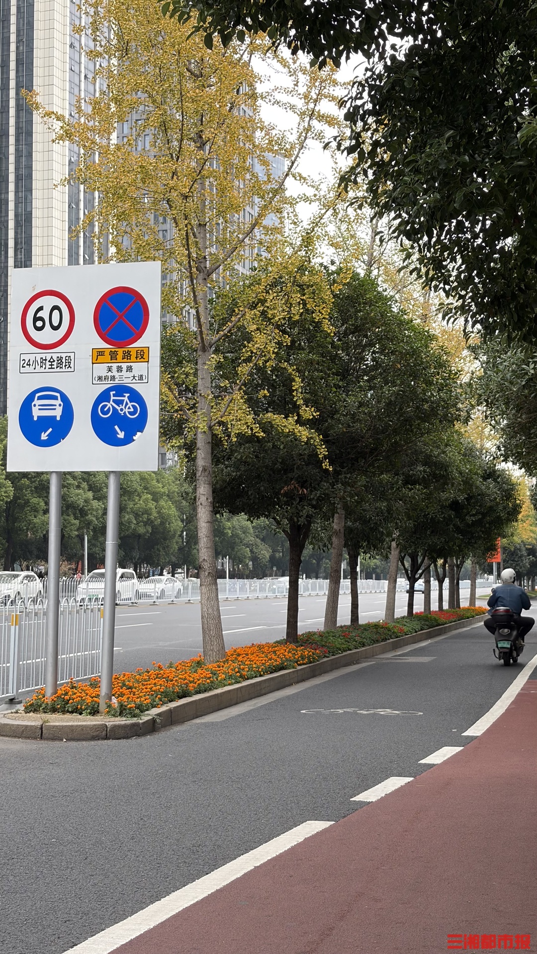 深秋已至，長沙街頭銀杏開始變黃啦