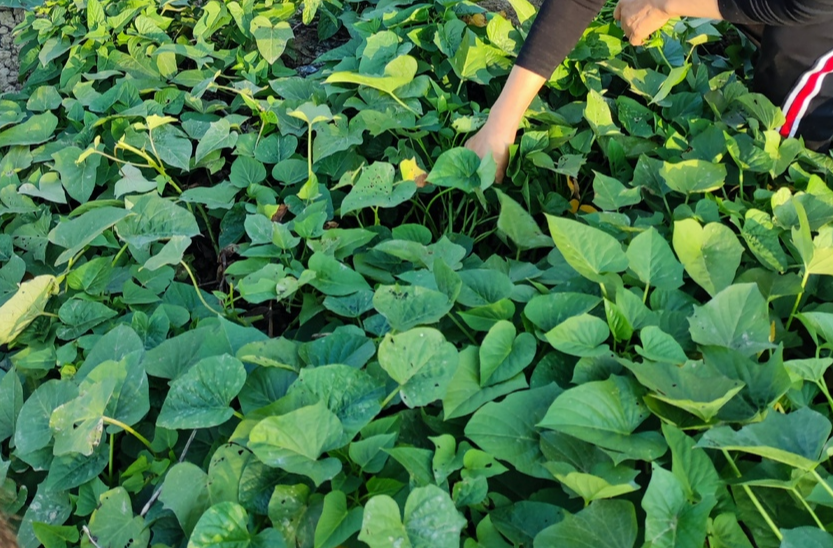 年近七旬老人因车祸受伤，法院支持了误工费