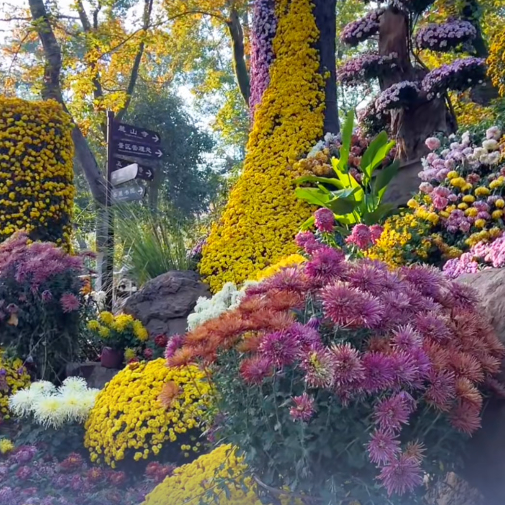 岳麓山秋色正浓，菊香伴野果引客来