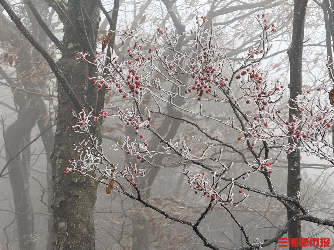 图集丨雾凇缀枝头