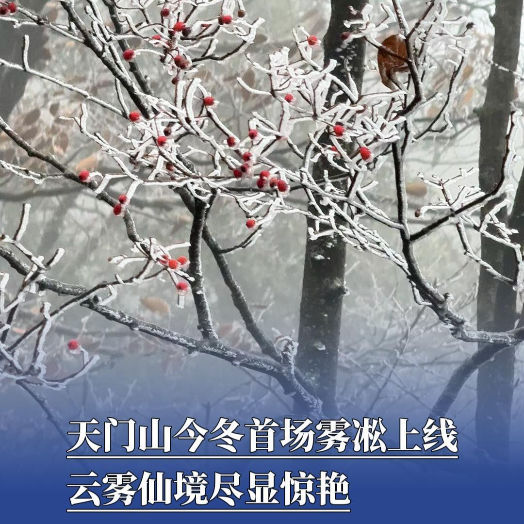 张家界天门山今冬首场雾凇上线，云雾仙境尽显惊艳