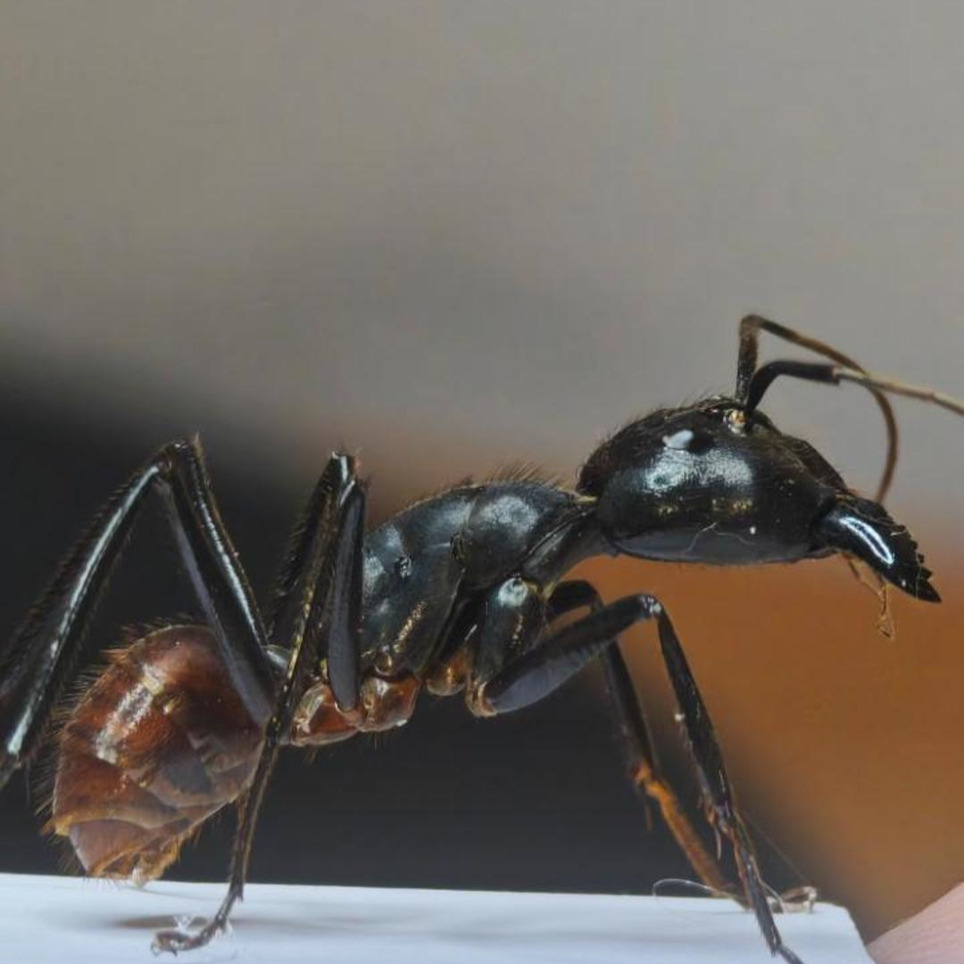 厦门海关截获807只“不速之客”，779只巨人恐蚁藏身其中