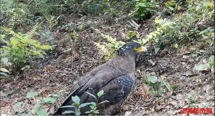 捕蛇界的“扛把子”来了！国家二级保护动物蛇雕再现南山国家公园候选区丨神奇生物在哪里