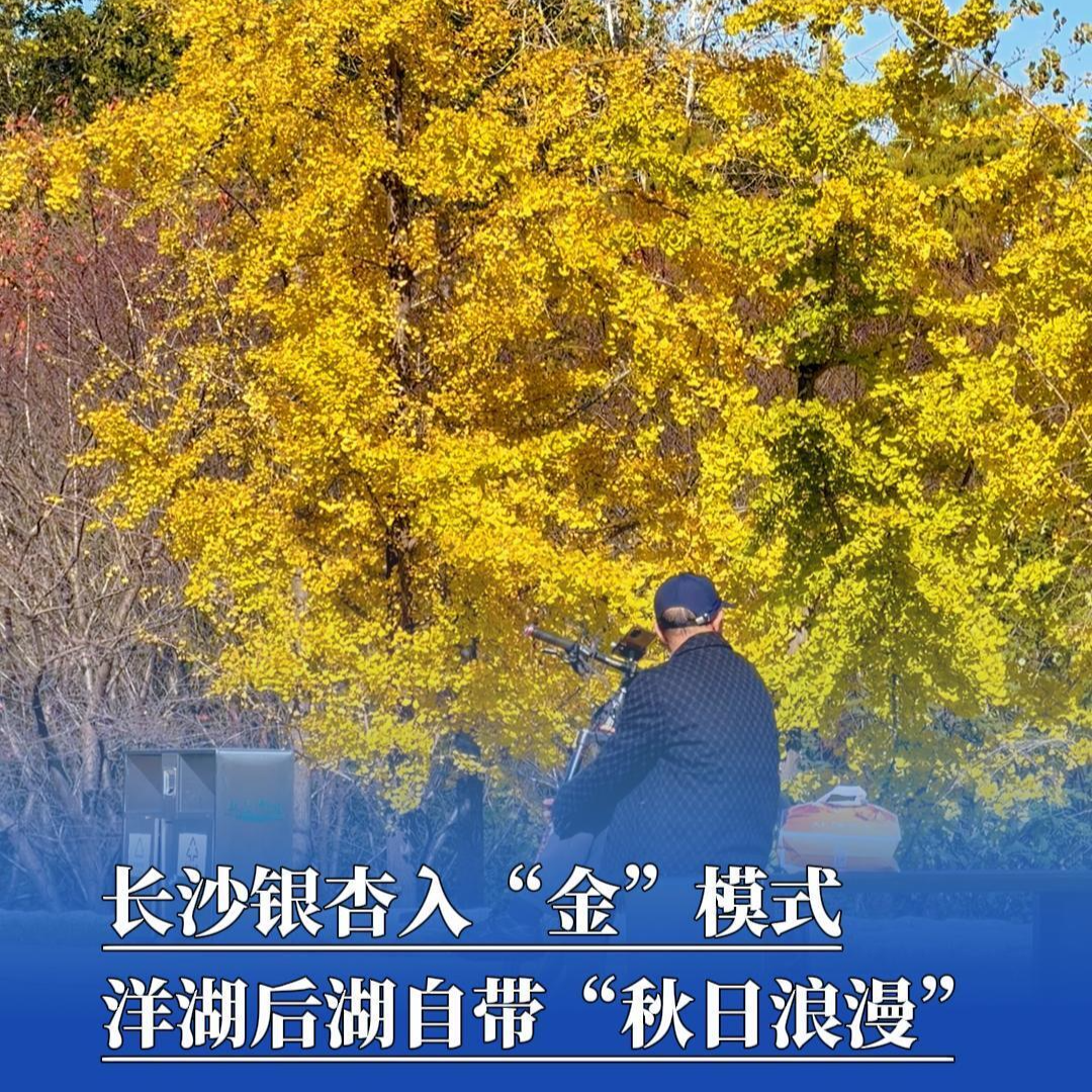 长沙秋日限定！洋湖后湖藏满“金色浪漫”