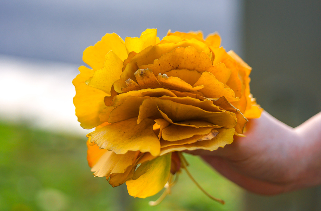 我是刘贵香 | 定制的浪漫