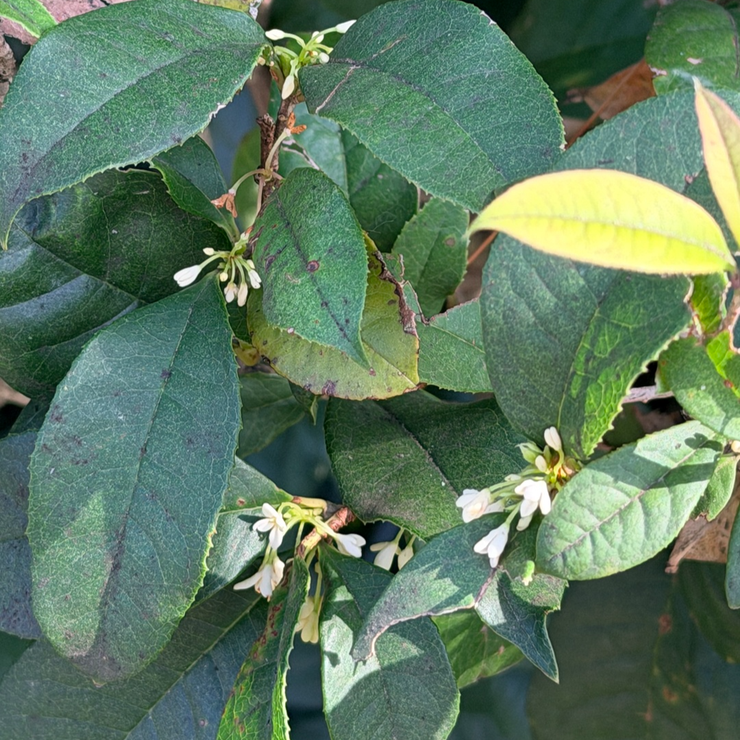 桂花又被“骗”开花？专家：是四季桂常规操作，并非气温“捉弄”